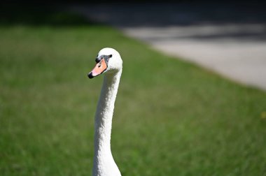 Yaz günü yeşil çimlerde güzel şirin bir kuğu 