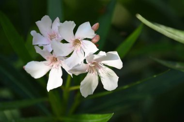 Güneşli yaz gününde bahçede yetişen güzel çiçekler. 