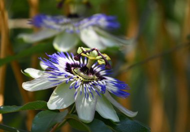 Güneşli yaz gününde bahçede yetişen güzel çiçekler. 
