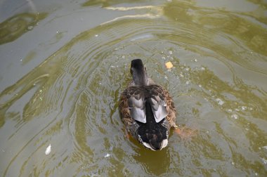 Güzel beyaz ördek yaz günü göl yüzeyinde yüzüyor. 