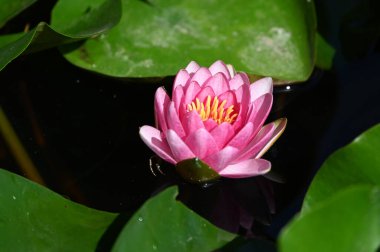 Güzel çiçek açan nilüfer çiçekleri yaz günü gölette büyür. 