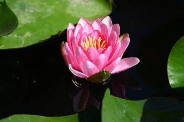 Güzel çiçek açan nilüfer çiçekleri yaz günü gölette büyür. 