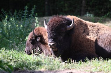 Yaşam alanındaki bufalo boğaları, yakın görüş.