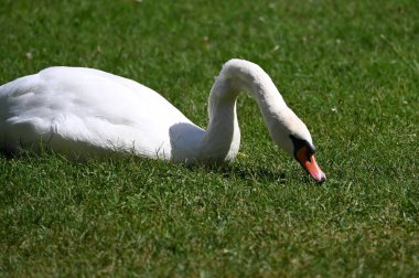 Yaz günü sahilde güzel şirin bir kuğu 