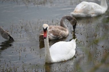 Güzel kuğular yaz günü göl suyunda yüzerler. 
