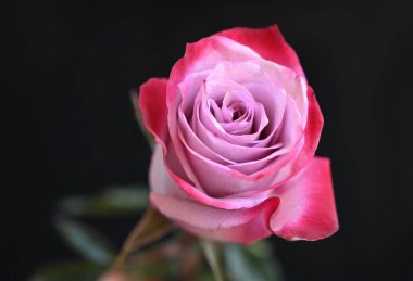 Koyu arkaplanda güzel bir gül, yaz konsepti, yakın görüş  