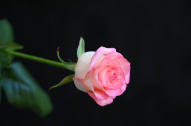 Koyu arkaplanda güzel bir gül, yaz konsepti, yakın görüş  