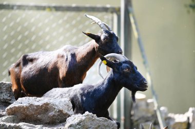 Keçiler parkta otluyor.