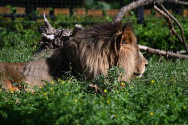 Erkek aslanın çimlerin üzerinde yatışı.