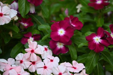 Güneşli yaz gününde bahçede yetişen güzel çiçekler. 