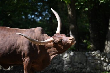 Güneşli bir günde hayvanat bahçesinde dinlenen tatlı bir öküz.