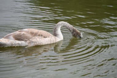 Yaz günü göl suyunda yüzen güzel bir kuğu. 