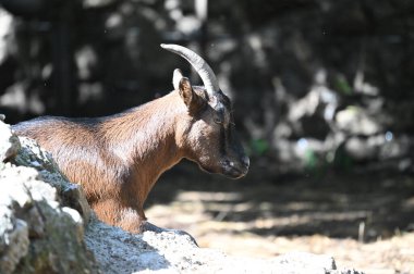 Keçiler parkta otluyor.