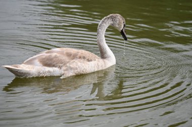 Yaz günü göl suyunda yüzen güzel bir kuğu. 
