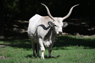 Güneşli bir günde hayvanat bahçesinde dinlenen tatlı bir öküz.