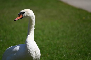 Yaz günü yeşil çimlerde güzel şirin bir kuğu 