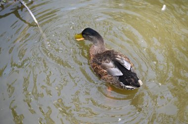 Güzel beyaz ördek yaz günü göl yüzeyinde yüzüyor. 