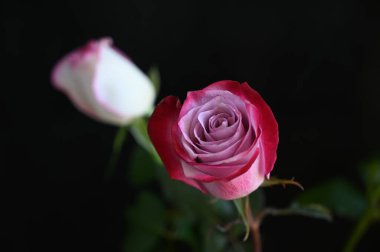 Koyu arkaplanda güzel güller, yaz konsepti, yakın manzara  