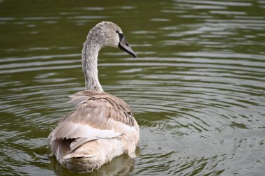 Yaz günü göl suyunda yüzen güzel bir kuğu. 