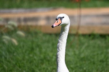 Yaz günü yeşil çimlerde güzel şirin bir kuğu 