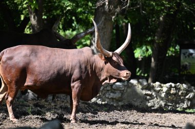 Güneşli bir günde hayvanat bahçesinde dinlenen tatlı bir öküz.