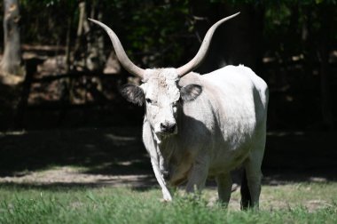 Güneşli bir günde hayvanat bahçesinde dinlenen tatlı bir öküz.