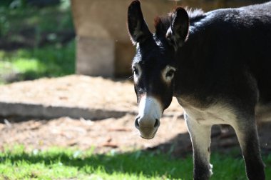Şirin ve komik eşek hayvanat bahçesinde otluyor.