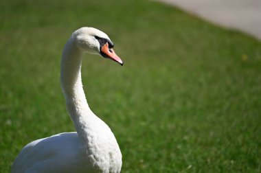 Yaz günü sahilde güzel şirin bir kuğu 