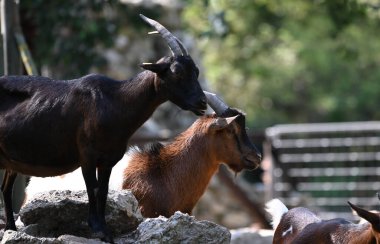 Keçiler parkta otluyor.