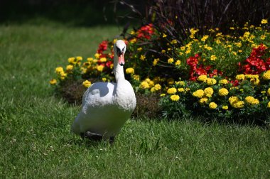 Yaz günü yeşil çimlerde güzel şirin bir kuğu 