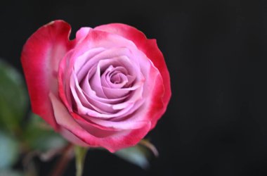 Koyu arkaplanda güzel bir gül, yaz konsepti, yakın görüş  