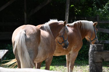 Sonbaharda parktaki atlar