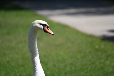 Yaz günü yeşil çimlerde güzel şirin bir kuğu 