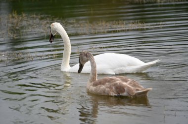 Güzel kuğular yaz günü göl suyunda yüzerler. 