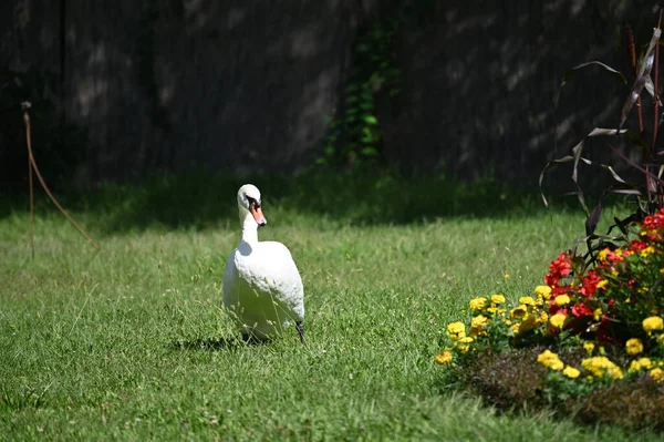 Yaz günü yeşil çimlerde güzel şirin bir kuğu 