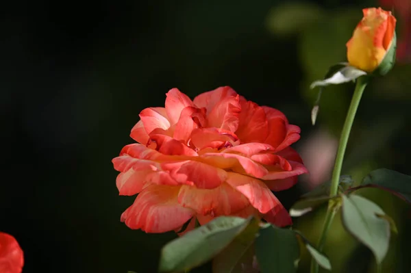 Belas Flores Crescendo Jardim Verão Dia Ensolarado — Fotografia de Stock