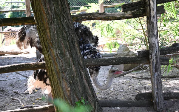 Söt Struts Vilar Marken Djurparken Solig Dag — Stockfoto