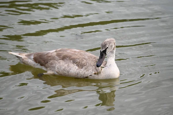 Yaz günü göl suyunda yüzen güzel bir kuğu. 