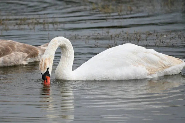 Güzel kuğular yaz günü göl suyunda yüzerler. 