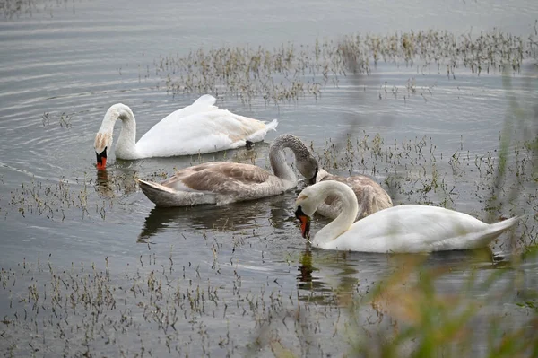 Güzel kuğular yaz günü göl suyunda yüzerler. 