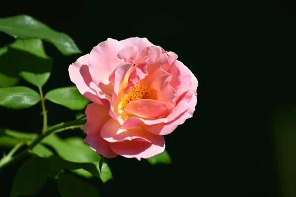 Hermosas Flores Que Crecen Jardín Verano Día Soleado —  Fotos de Stock