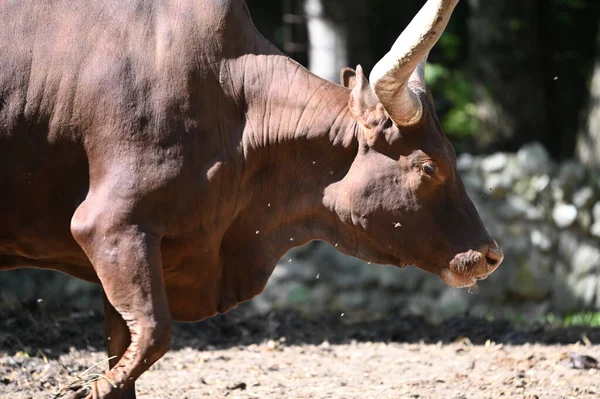 Güneşli bir günde hayvanat bahçesinde dinlenen tatlı bir öküz.