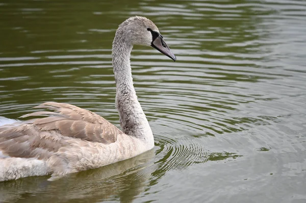 Belo Cisne Nadando Superfície Água Lago Dia Verão — Fotografia de Stock