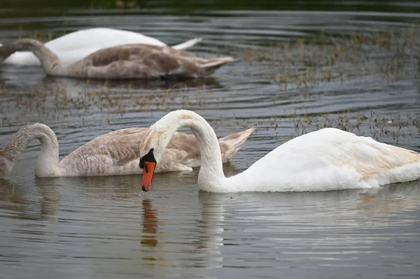 Bellissimi Cigni Che Nuotano Sulla Superficie Dell Acqua Del Lago — Foto Stock