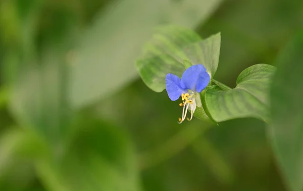 Hermosas Flores Que Crecen Jardín Verano Día Soleado — Foto de Stock