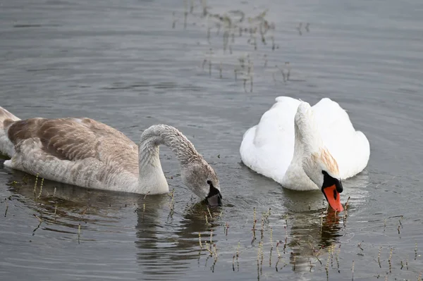 Güzel kuğular yaz günü göl suyunda yüzerler. 