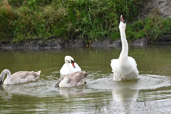 Vackra Svanar Simmar Sjö Vattenytan Sommardagen — Stockfoto