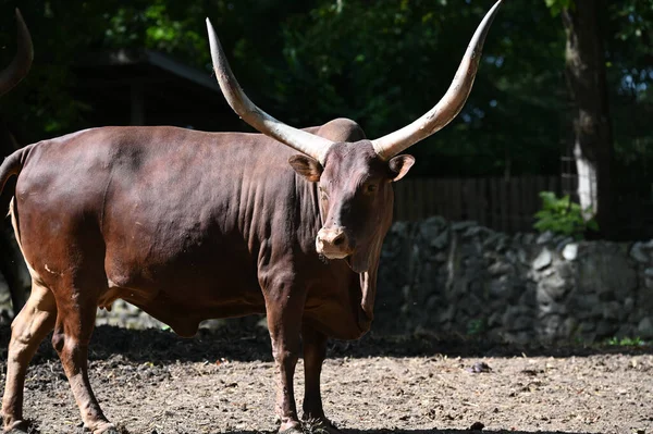 Güneşli bir günde hayvanat bahçesinde dinlenen tatlı bir öküz.