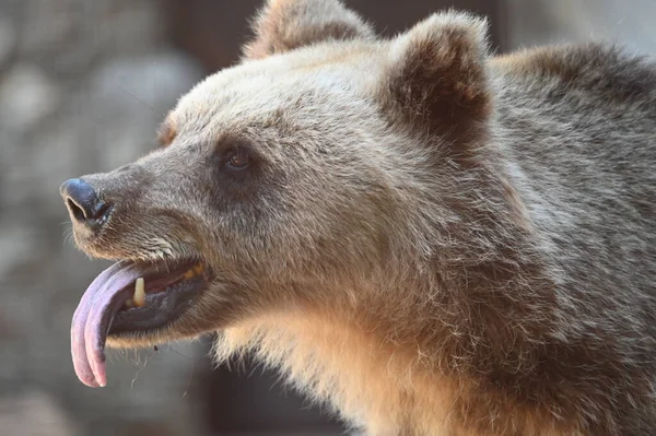 cute brown bear resting in zoo at sunny day