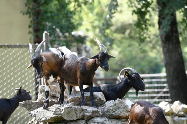 Keçiler parkta otluyor.